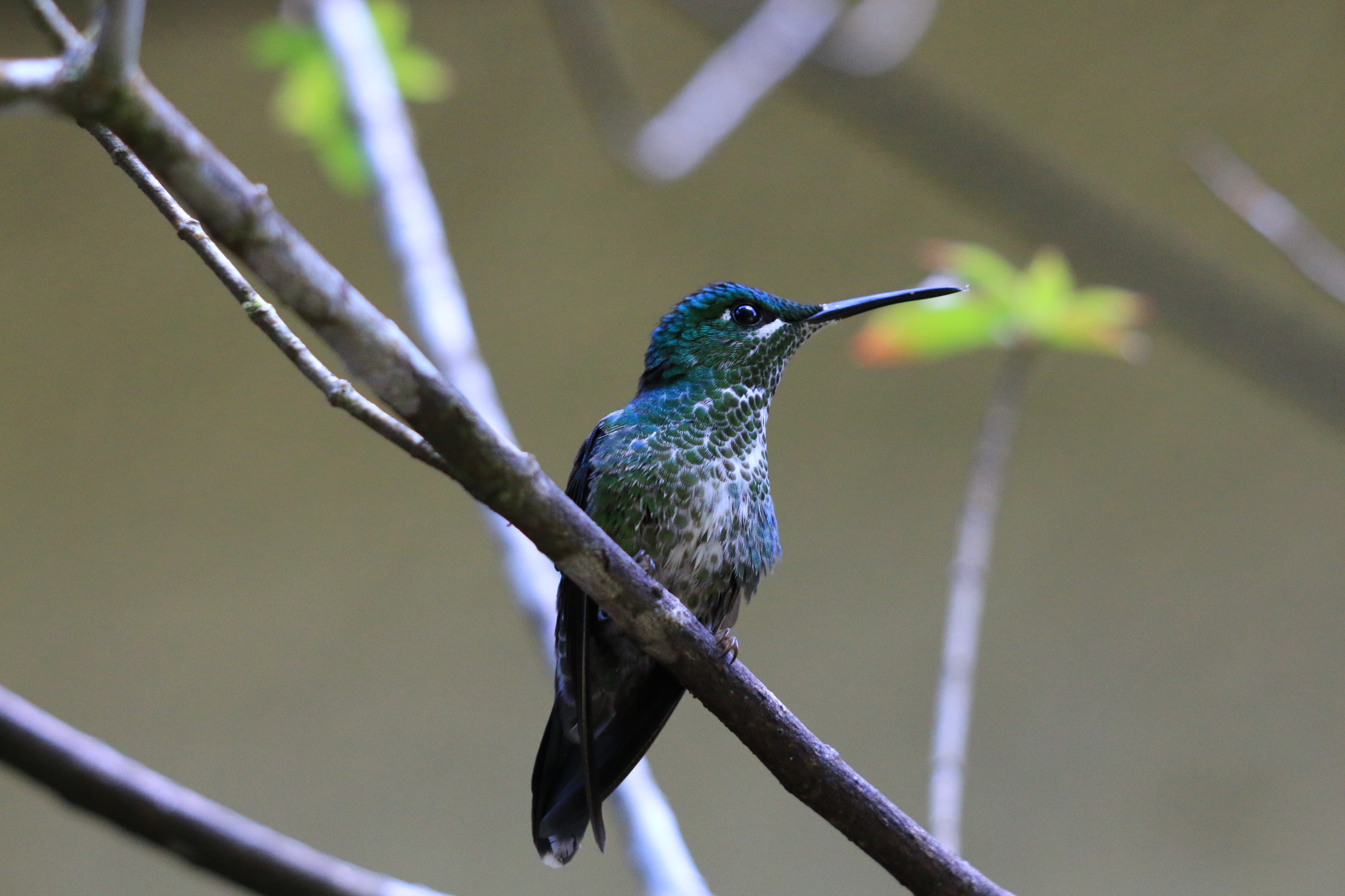 Costa Rica